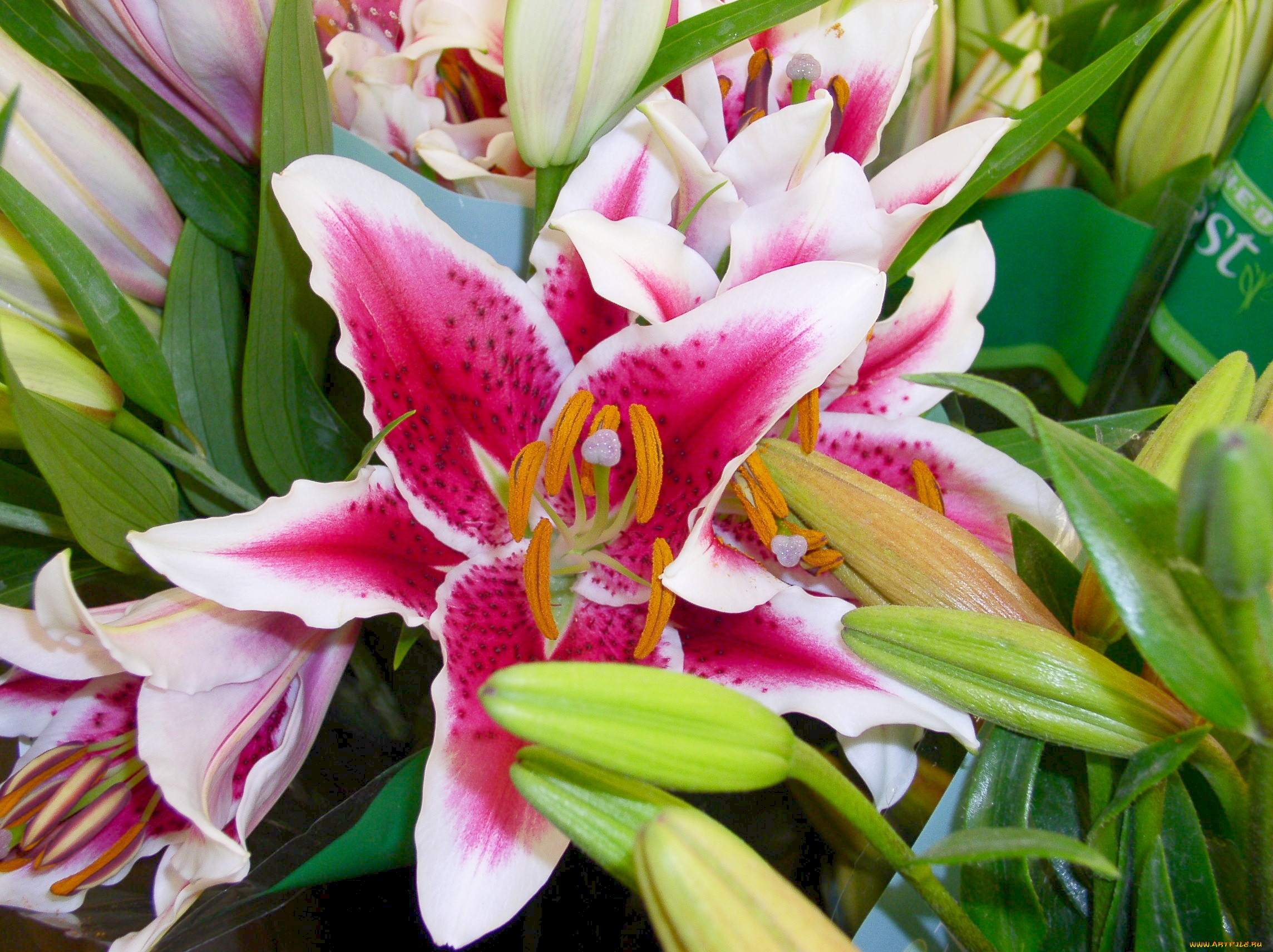 цветы, лилии, лилейники