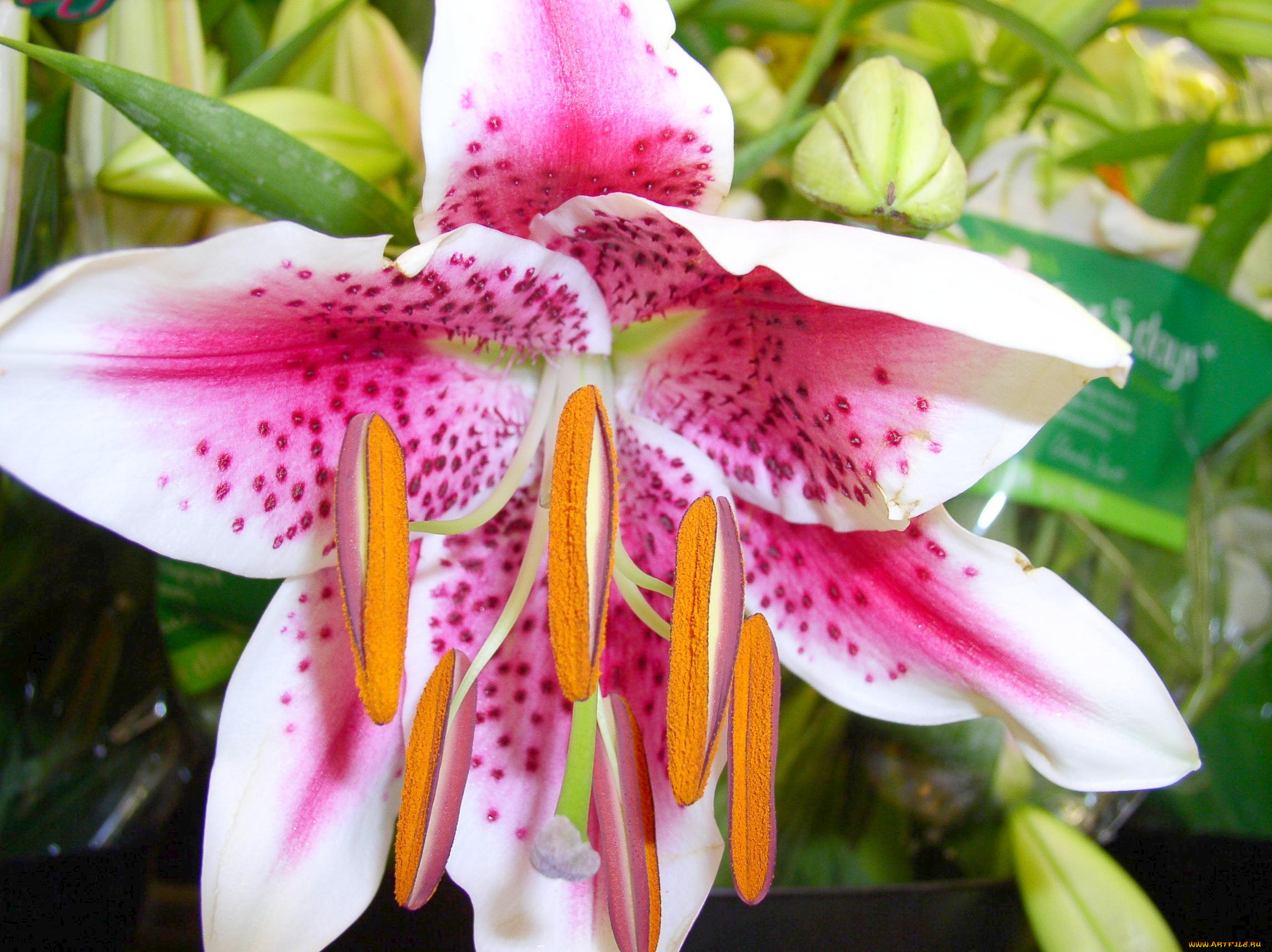 цветы, лилии, лилейники