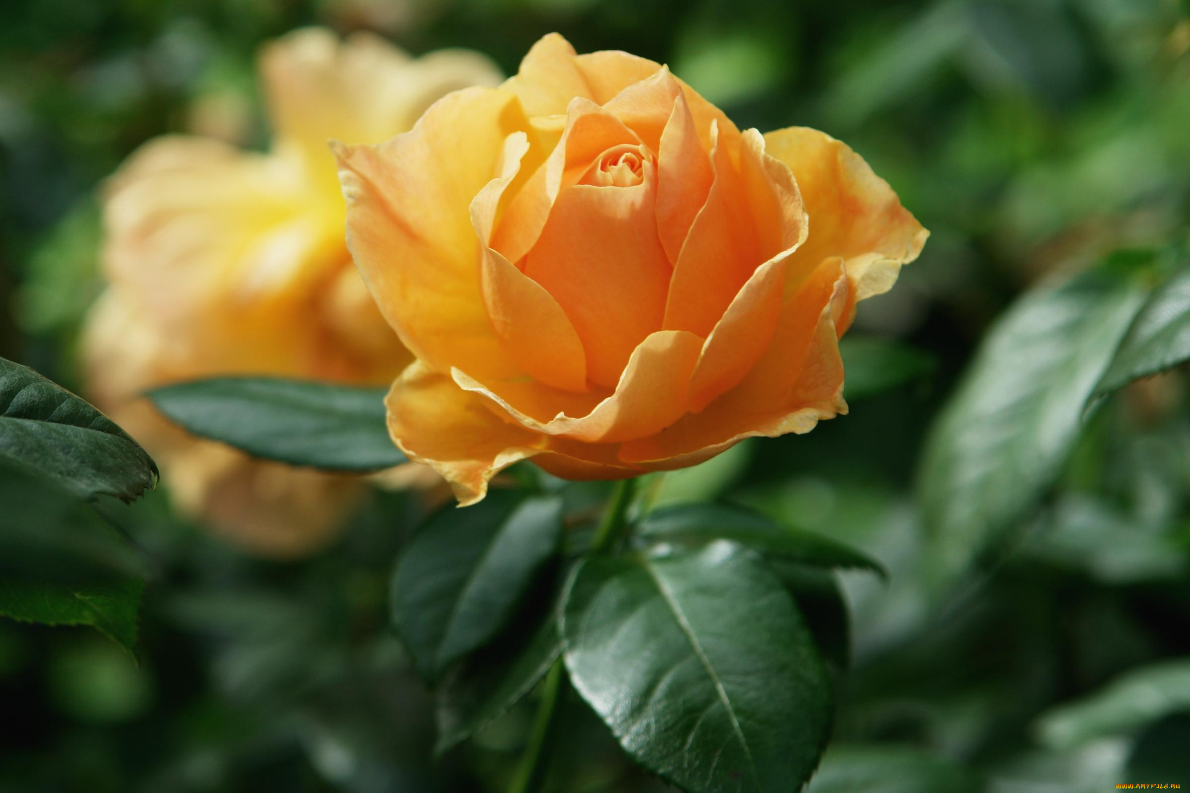 цветы, розы