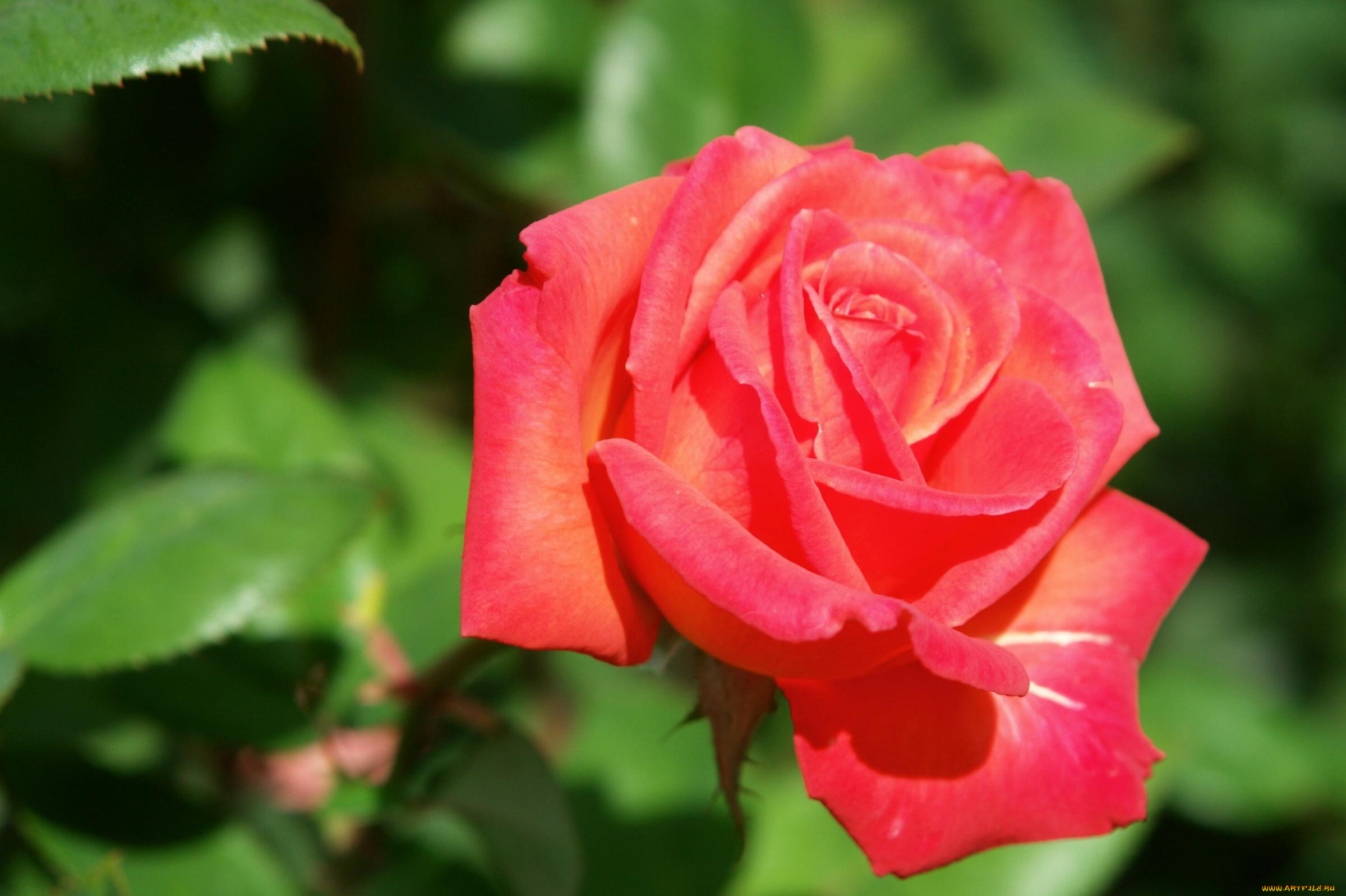 цветы, розы