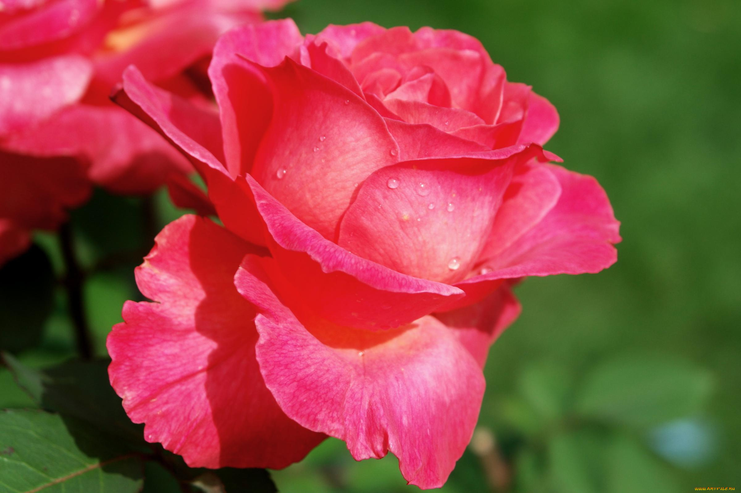 цветы, розы