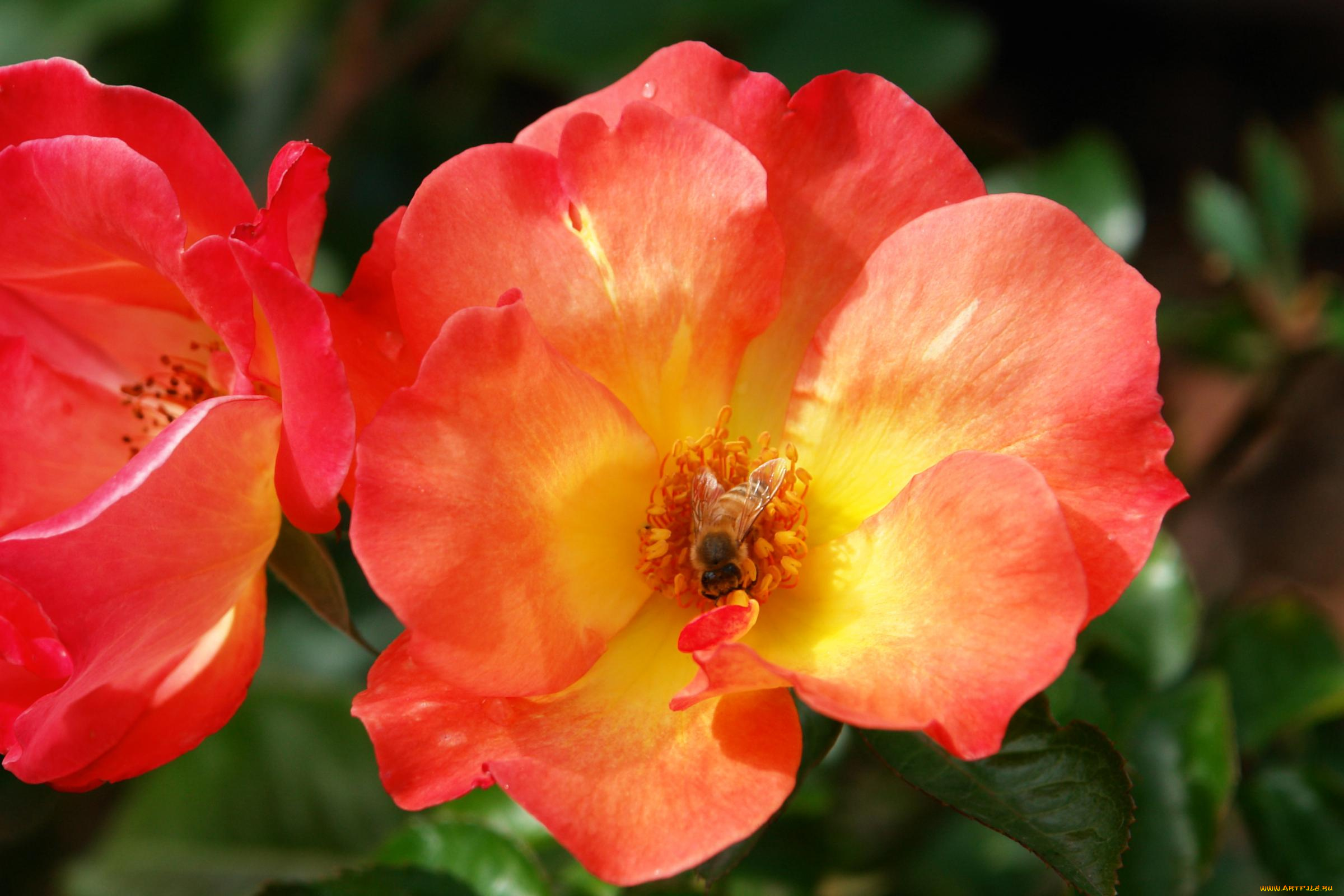 цветы, розы