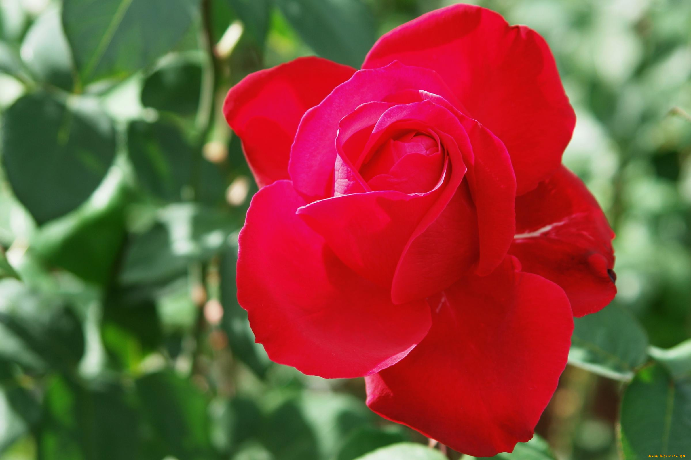 цветы, розы