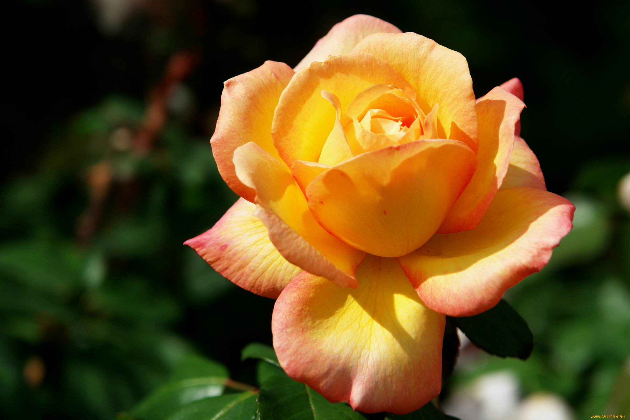 цветы, розы