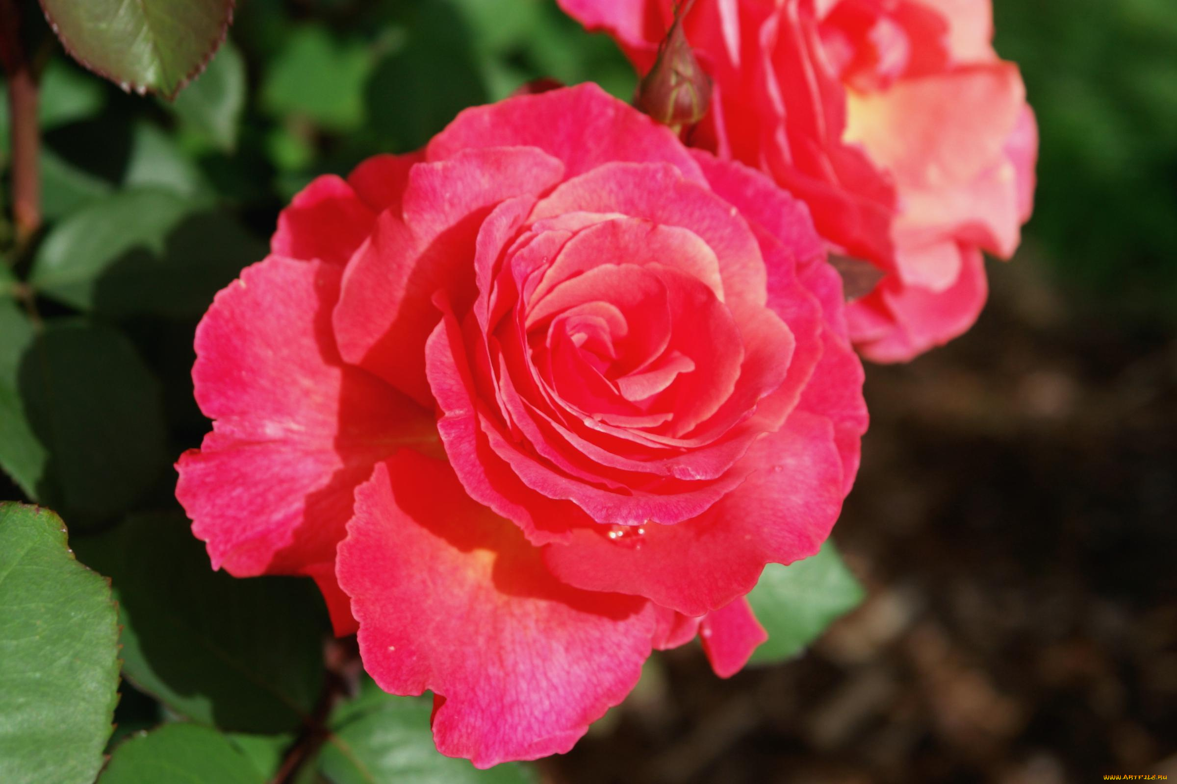 цветы, розы