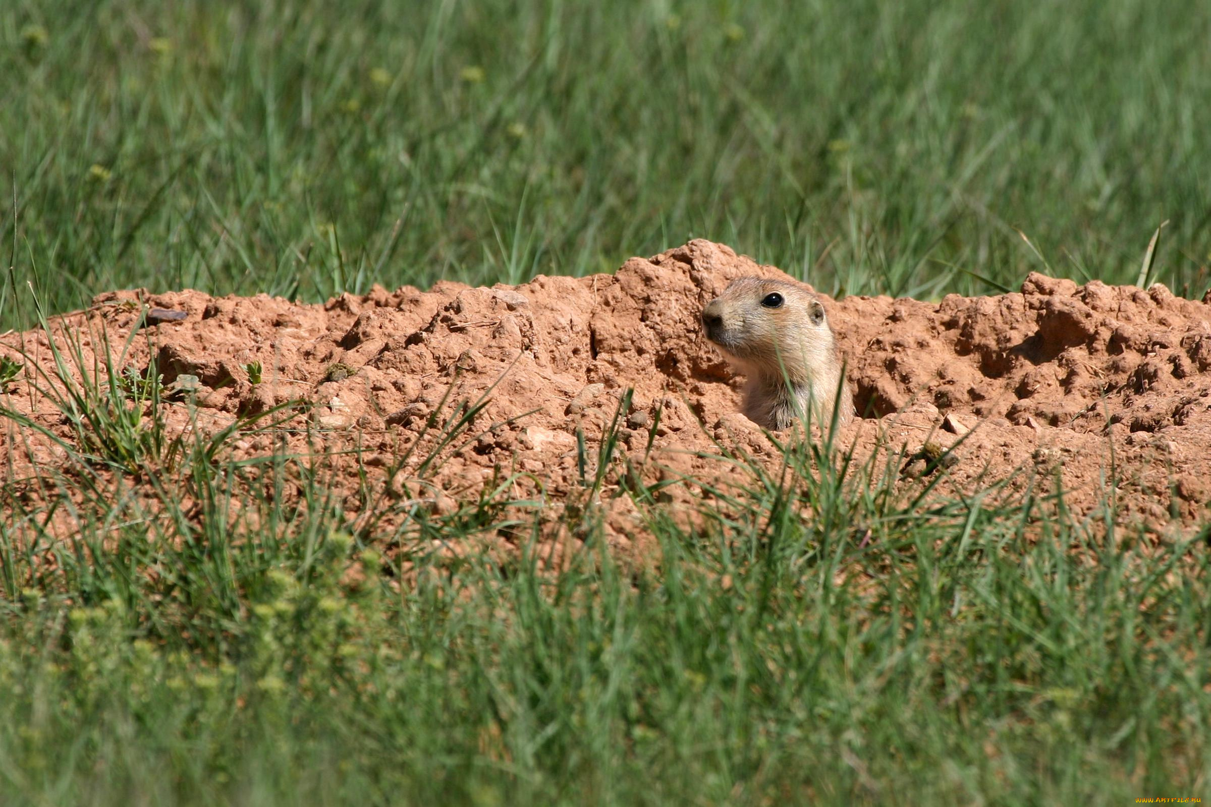животные, суслики, сурки