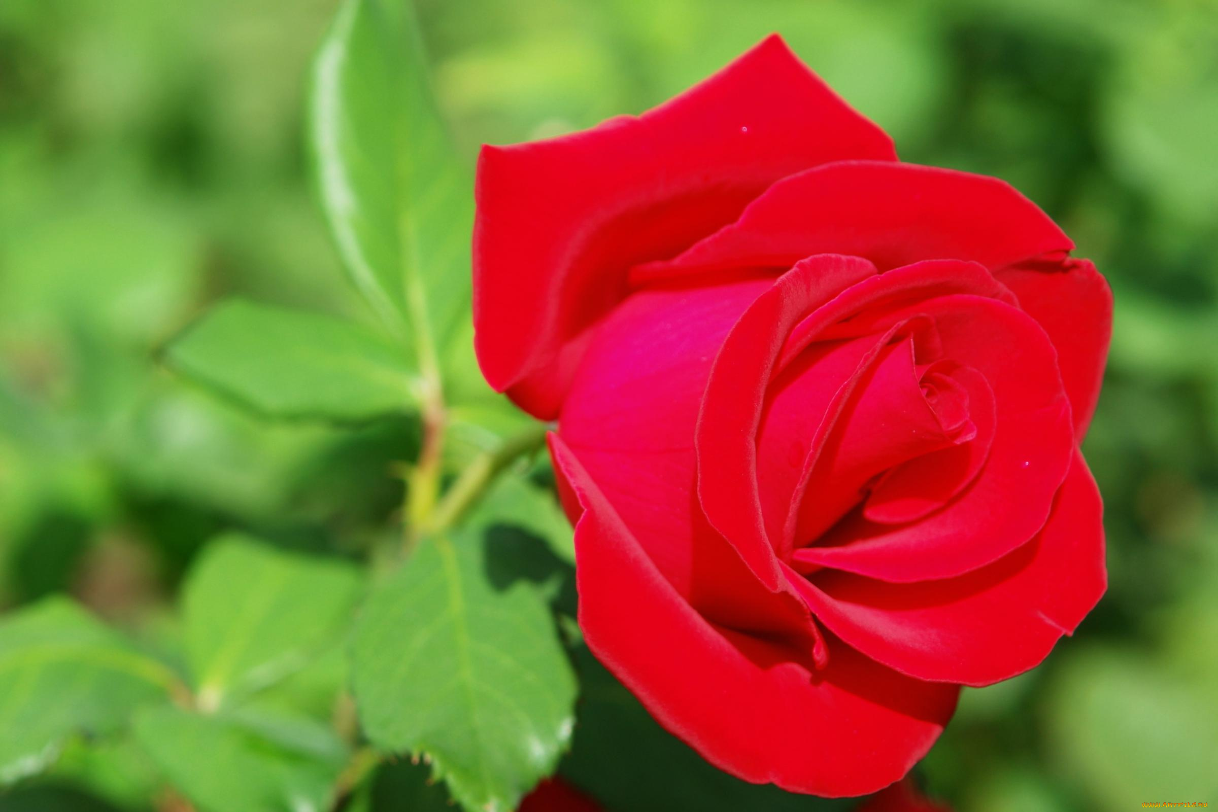 цветы, розы