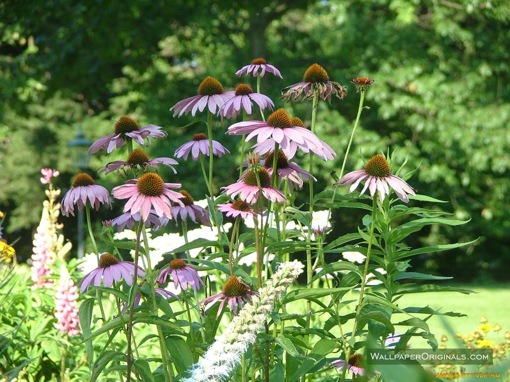 цветы, эхинацея