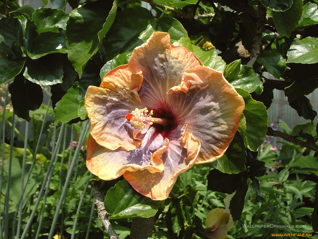 цветы, гибискусы