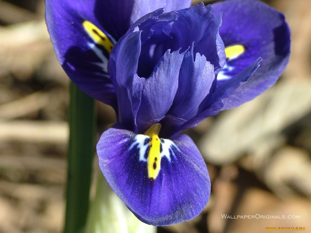 цветы, ирисы