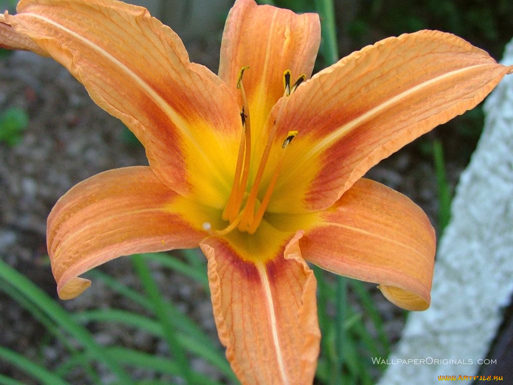 цветы, лилии, лилейники