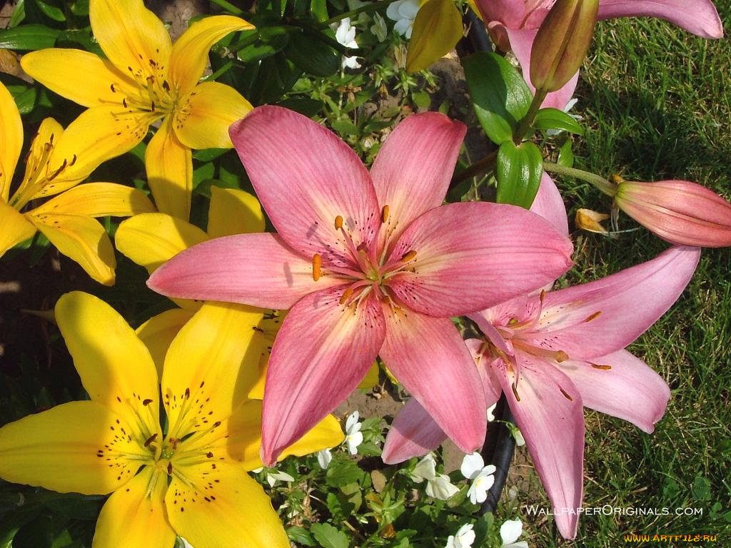 цветы, лилии, лилейники
