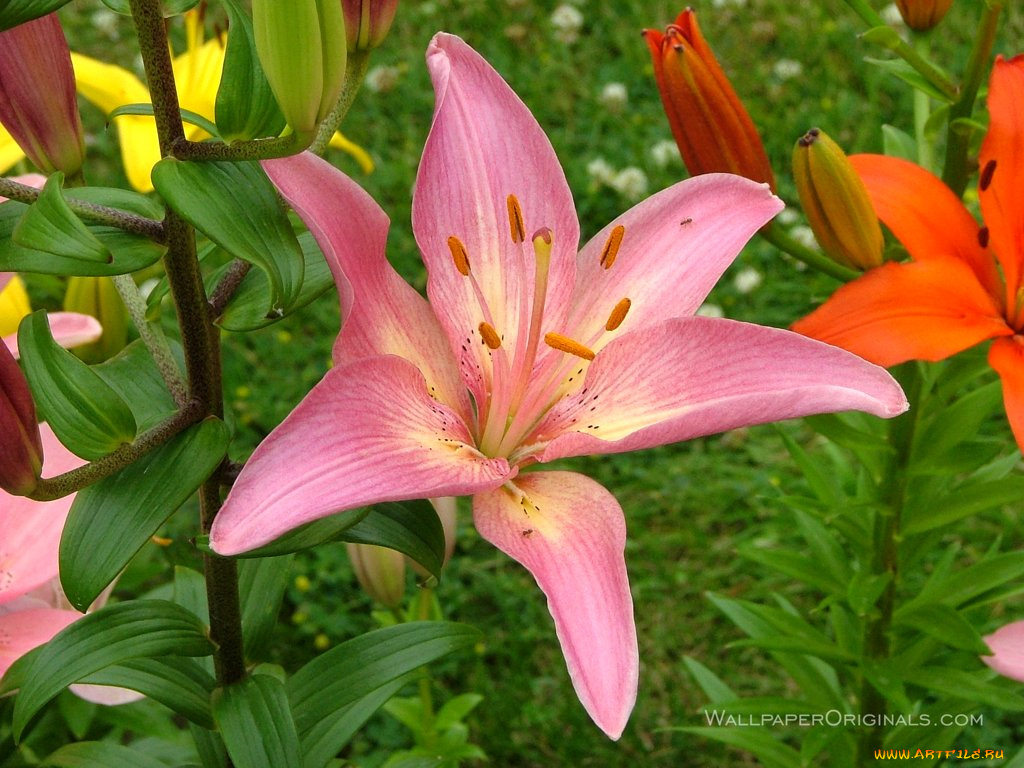 цветы, лилии, лилейники