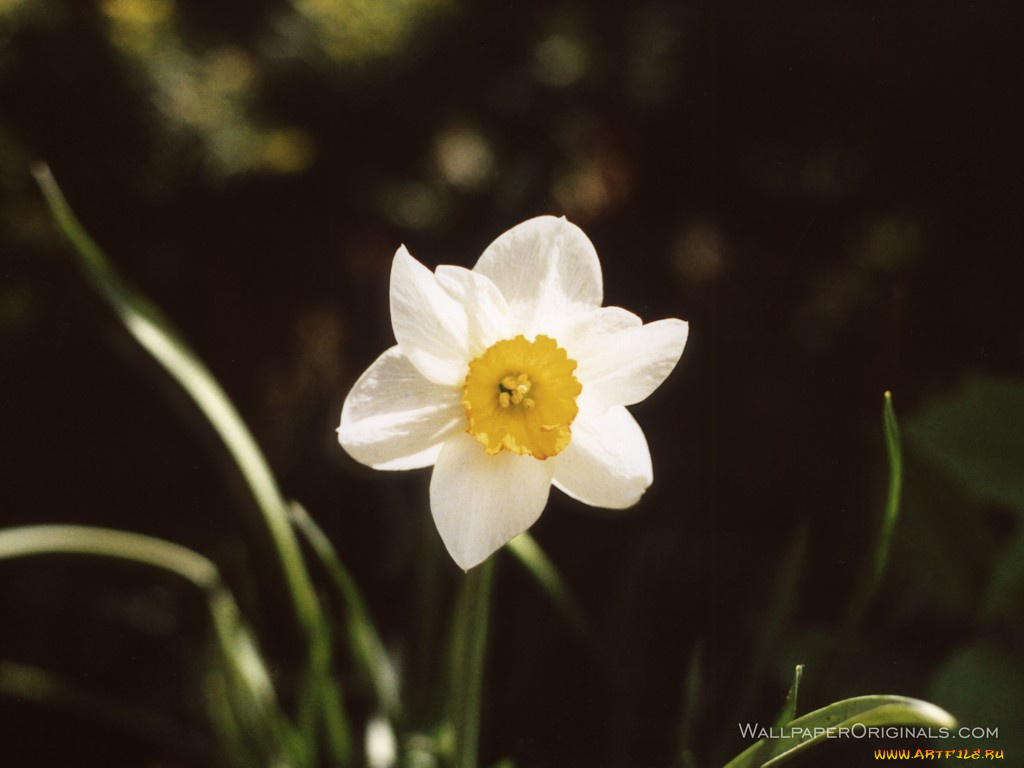 цветы, нарциссы