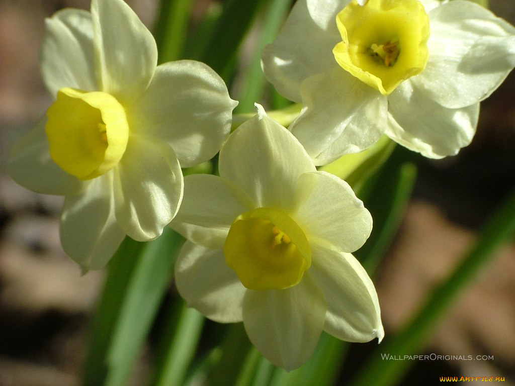 цветы, нарциссы