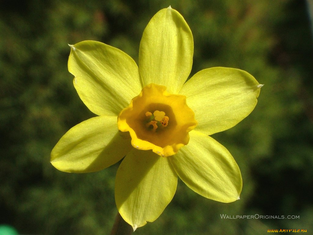 цветы, нарциссы