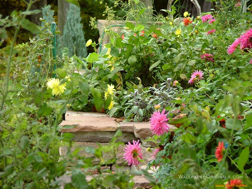 цветы, разные, вместе