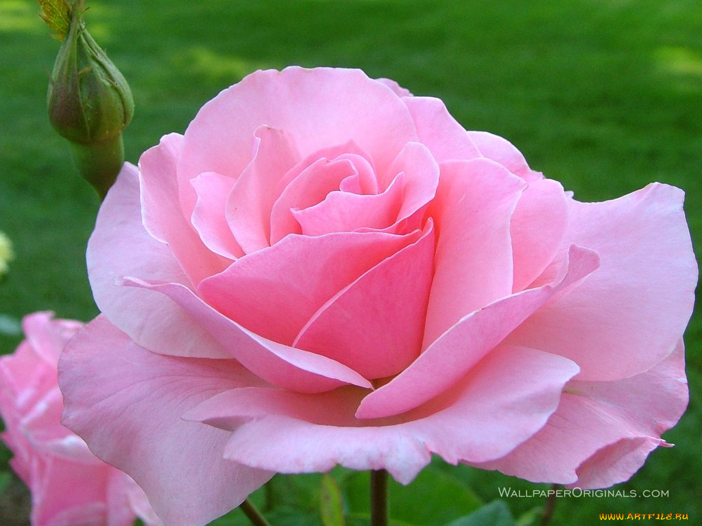 цветы, розы