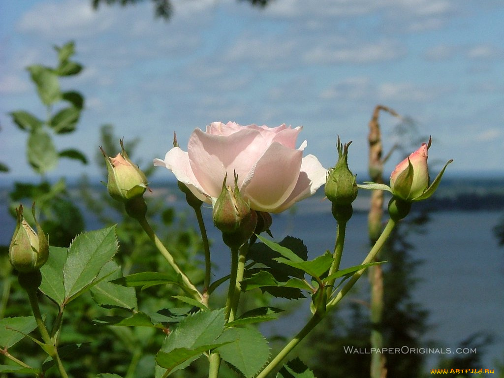 цветы, розы