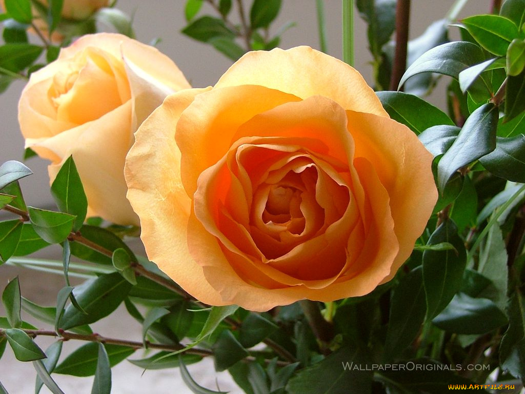 цветы, розы