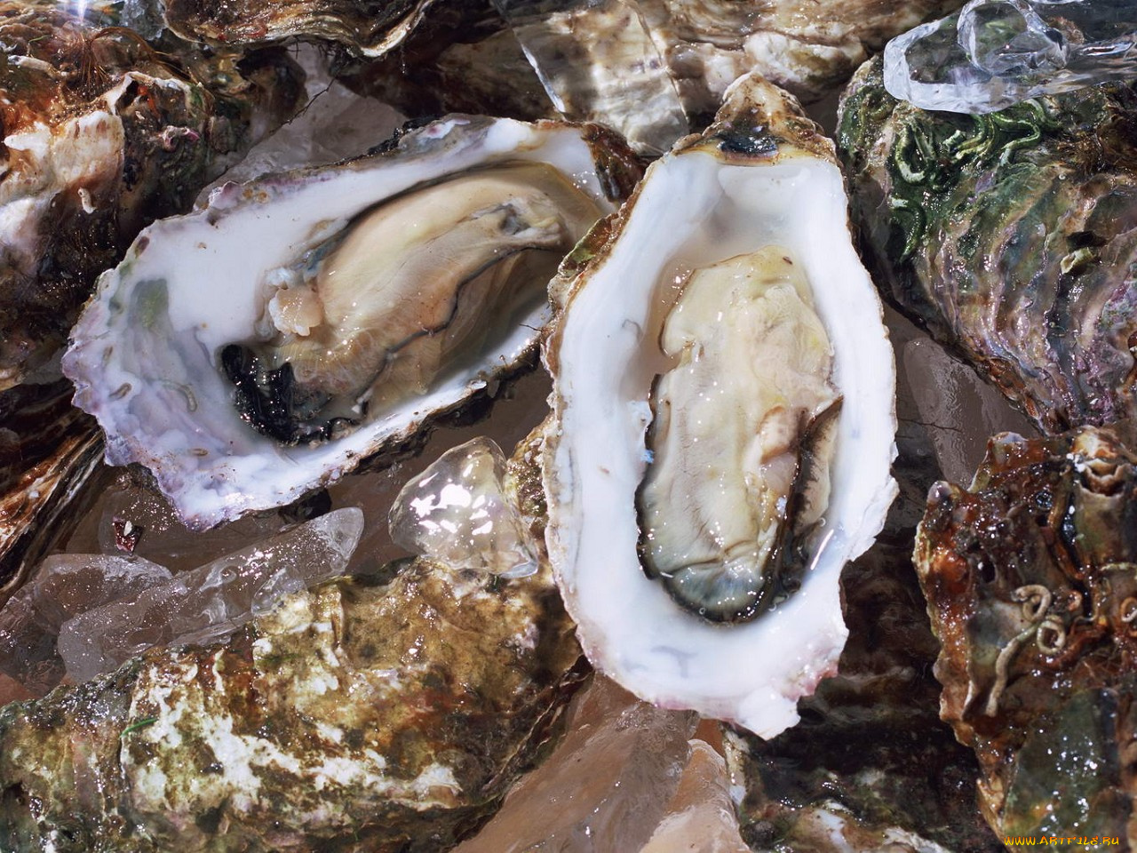 еда, рыба, морепродукты, суши, роллы