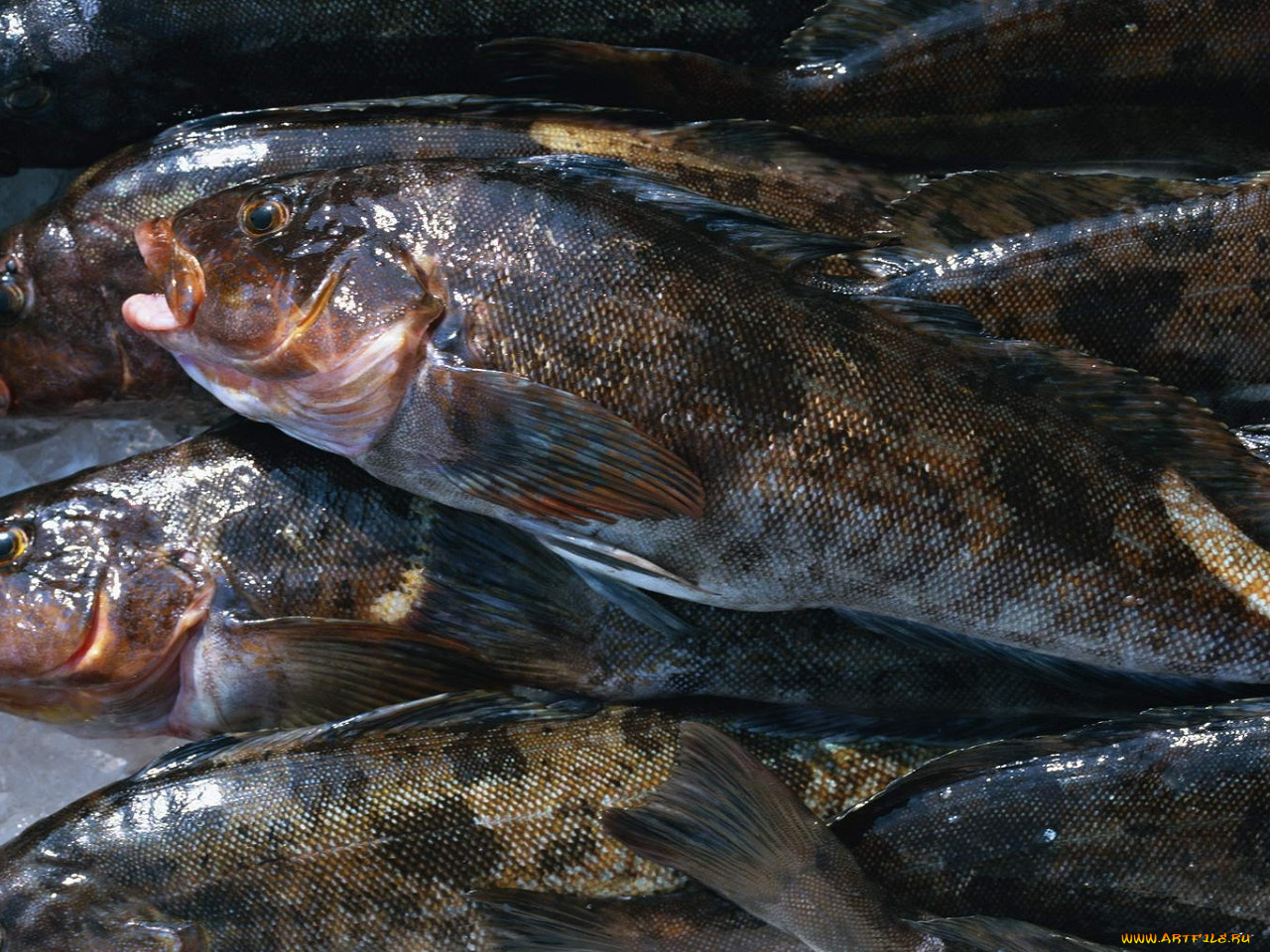 еда, рыба, морепродукты, суши, роллы