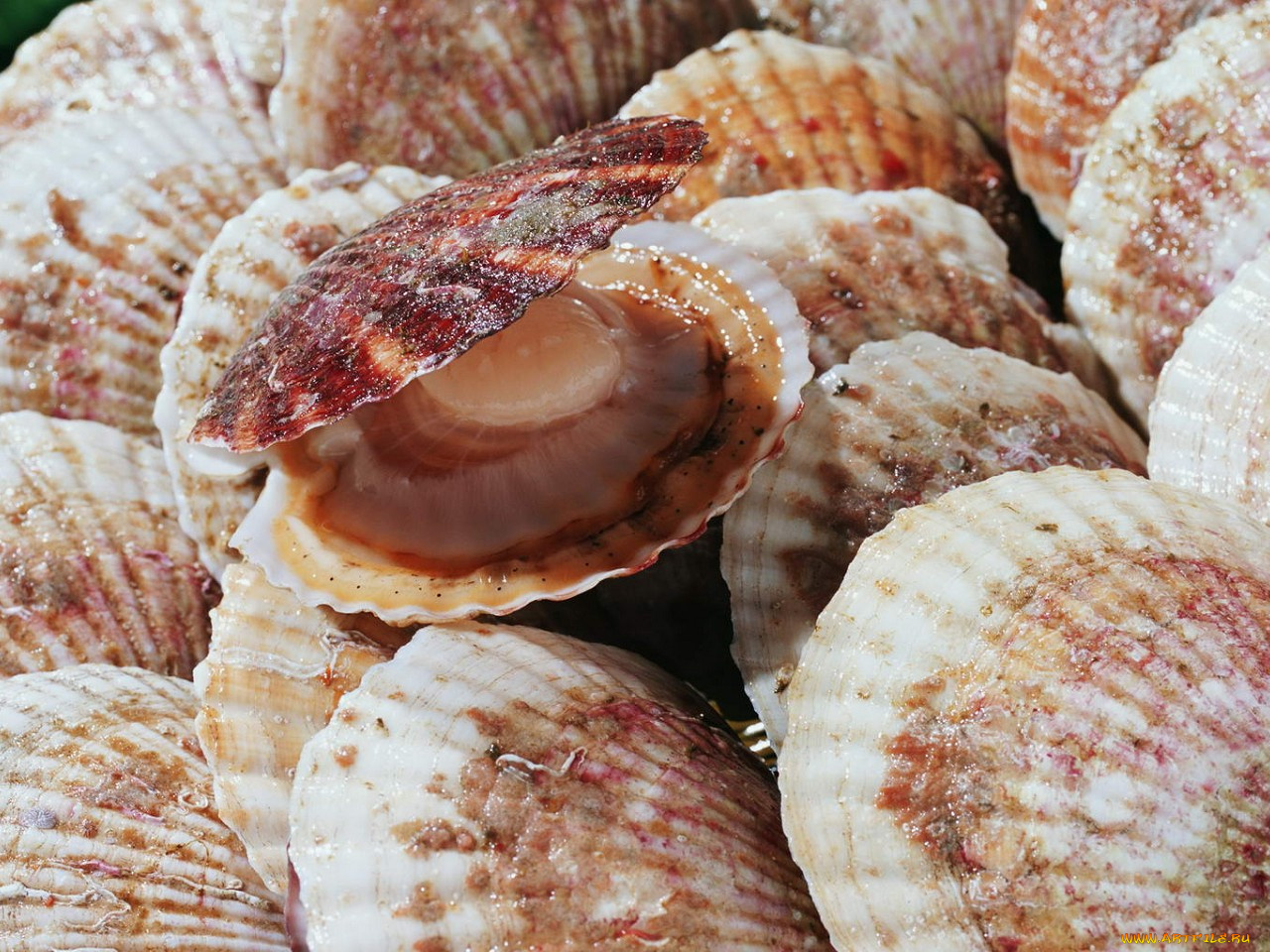 еда, рыба, морепродукты, суши, роллы