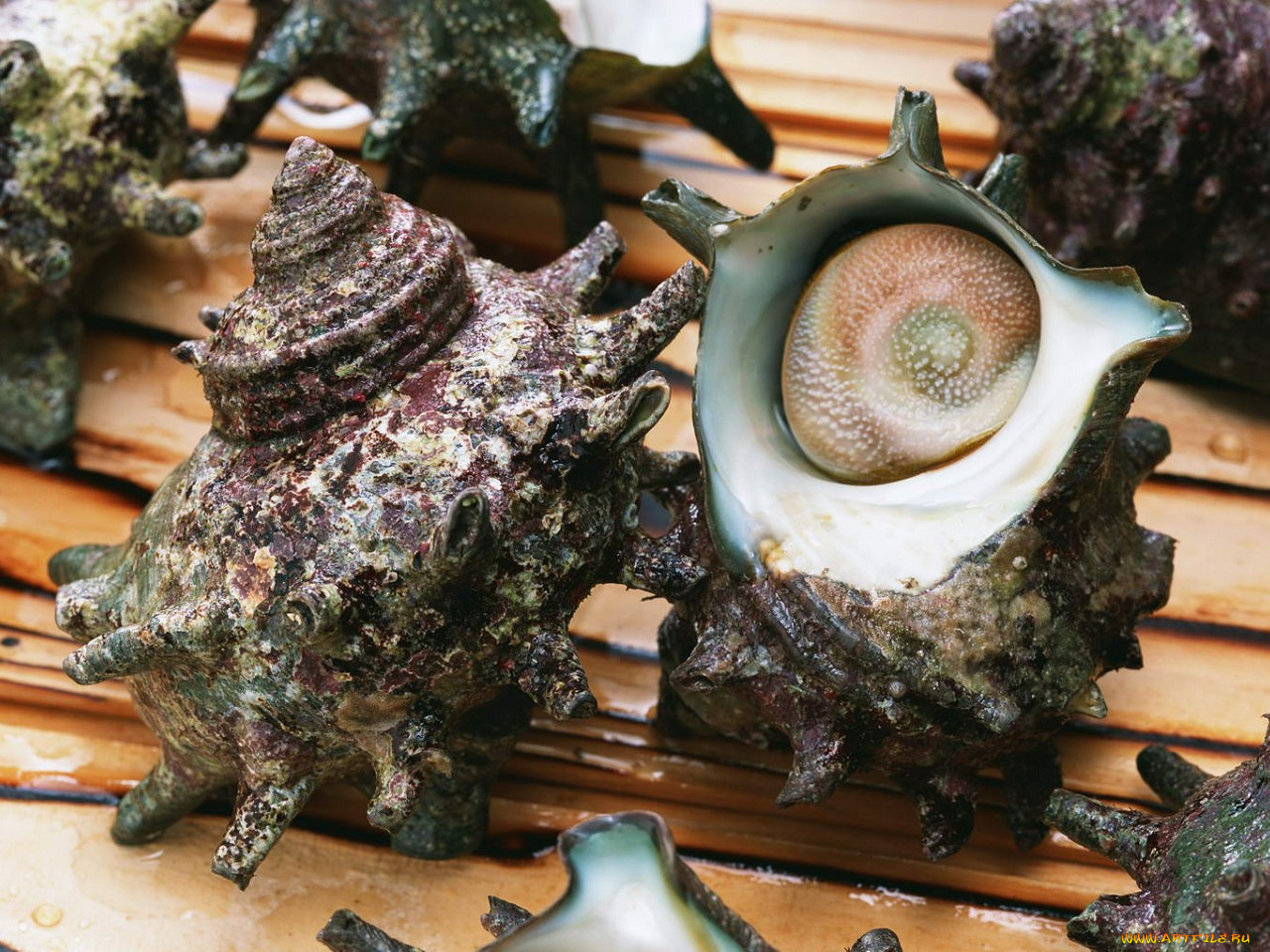 еда, рыба, морепродукты, суши, роллы