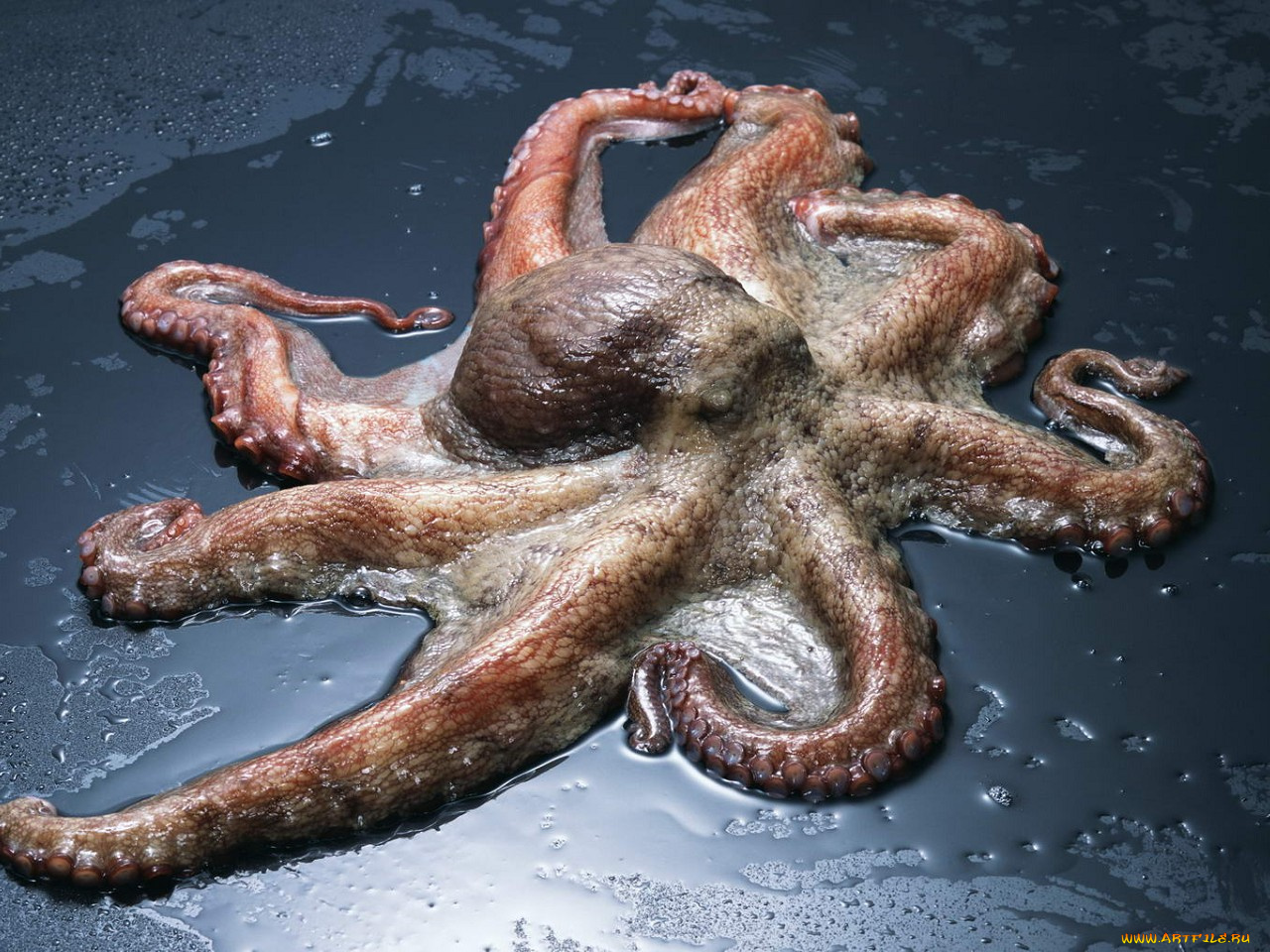 еда, рыба, морепродукты, суши, роллы