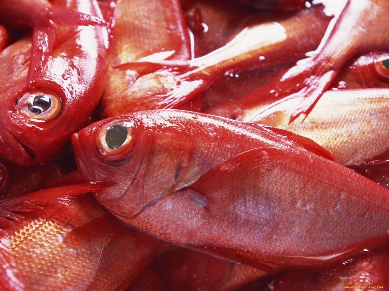 еда, рыба, морепродукты, суши, роллы