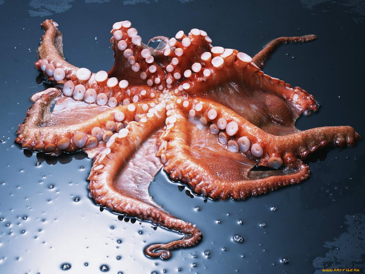 еда, рыба, морепродукты, суши, роллы