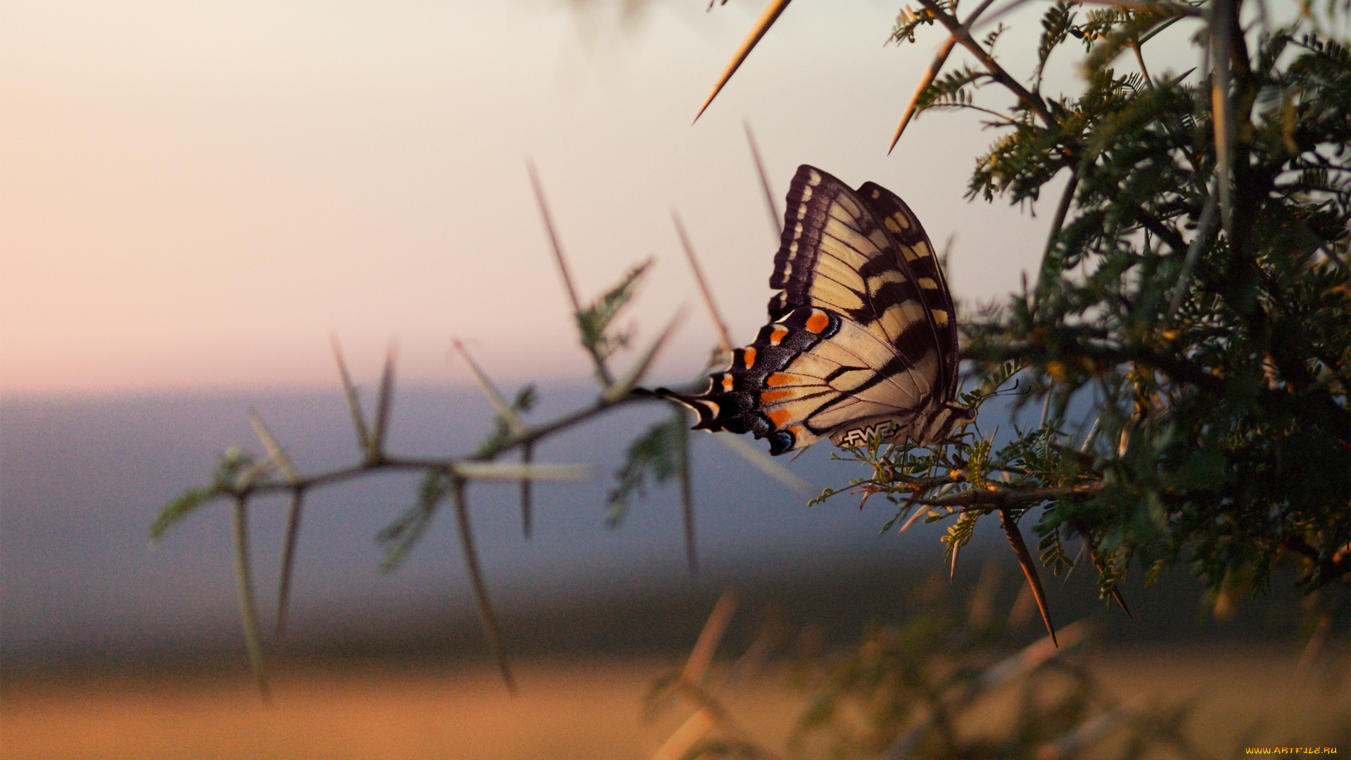 животные, бабочки