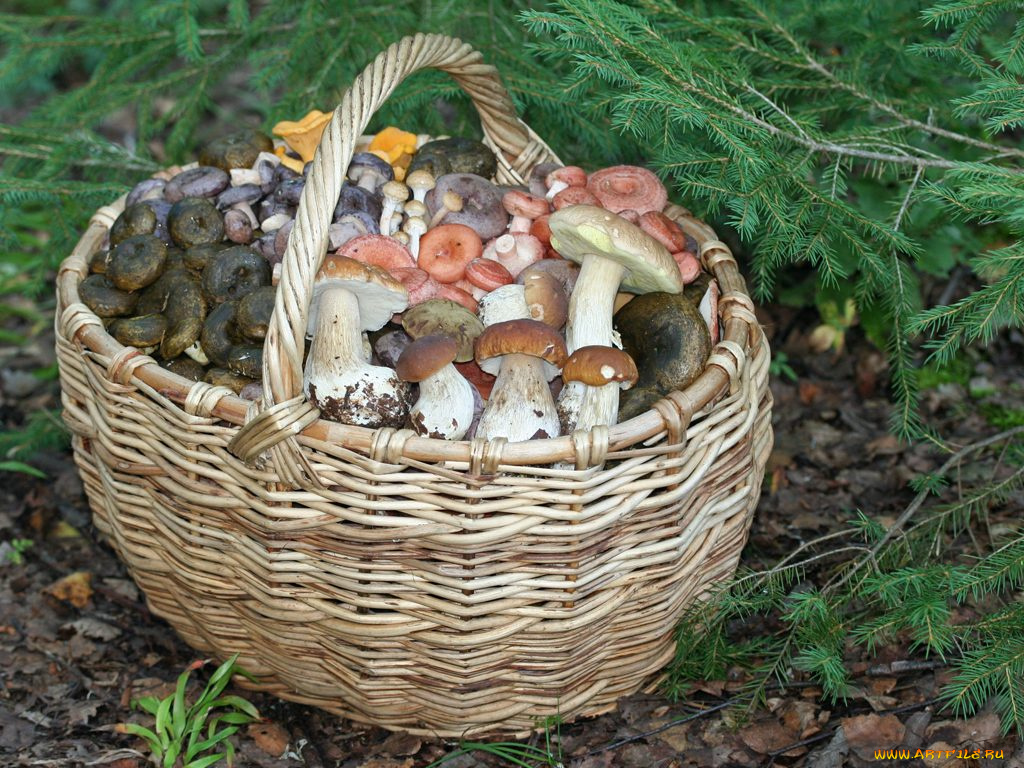 еда, грибы, грибные, блюда