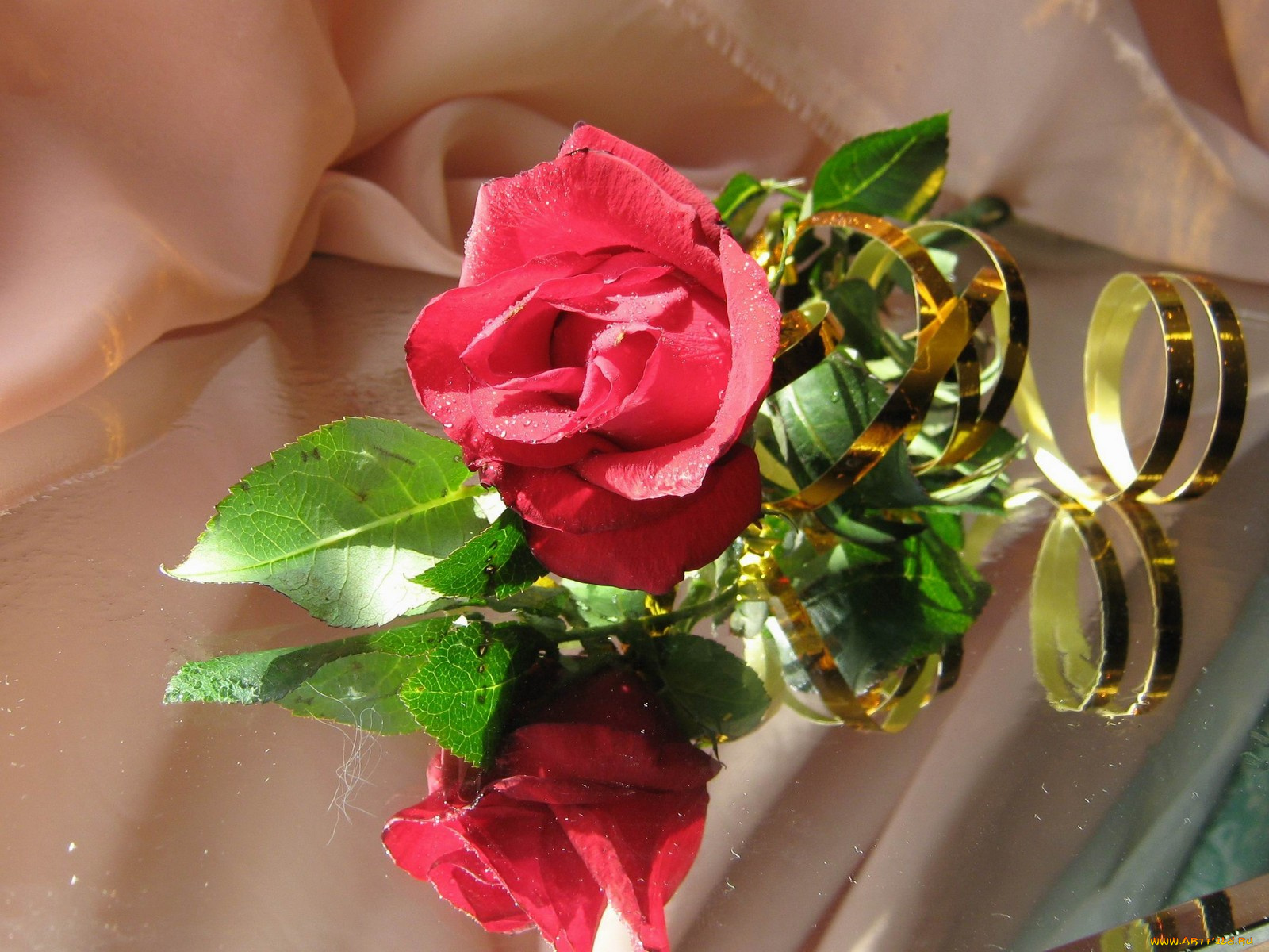 цветы, розы