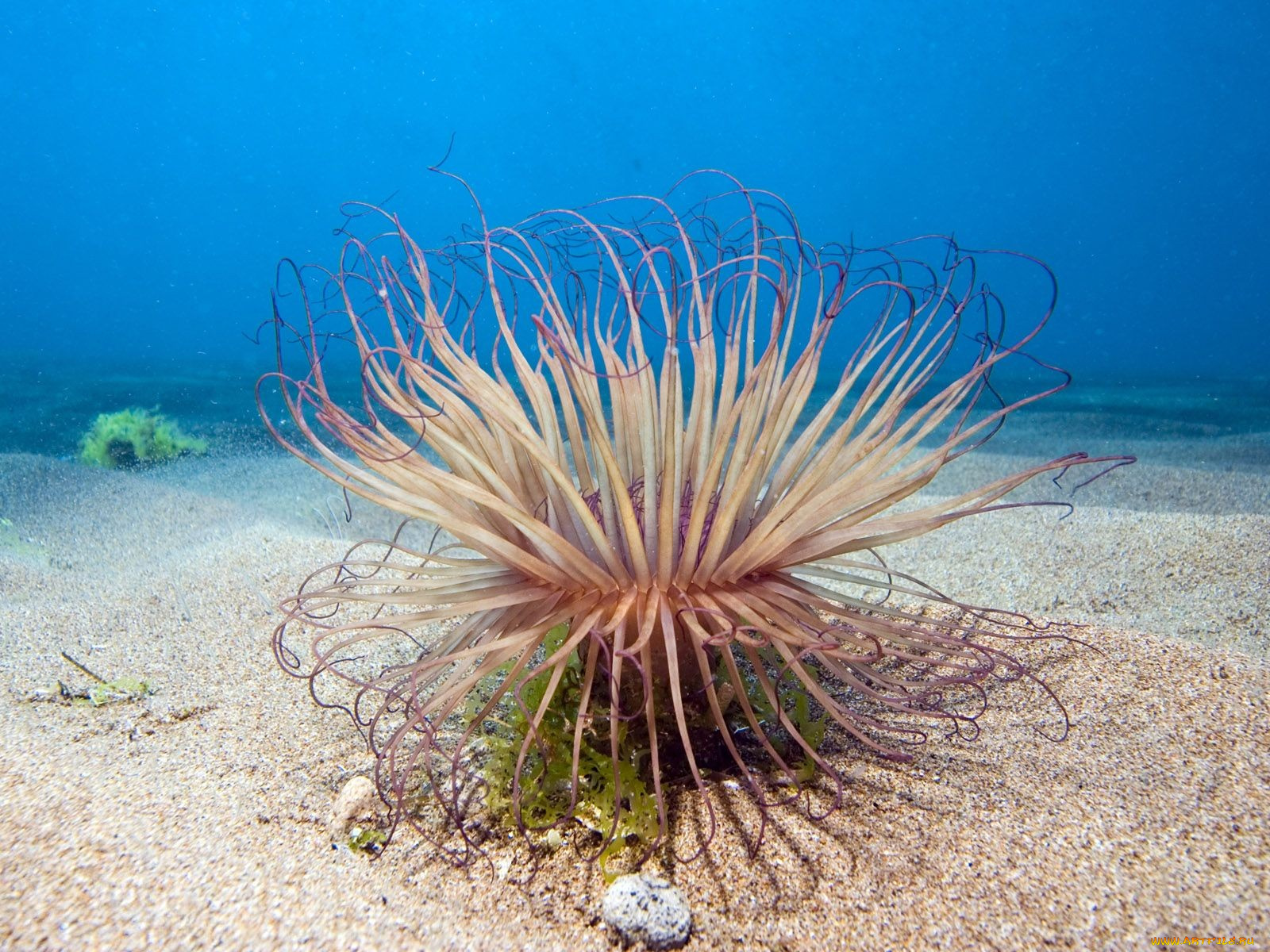 животные, морская, фауна