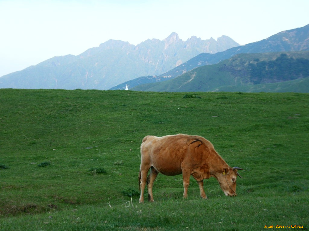 животные, коровы, буйволы