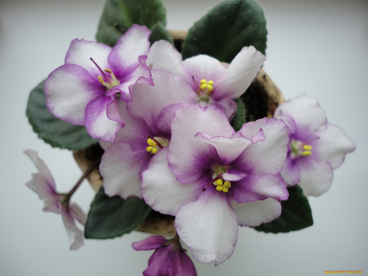 цветы, фиалки
