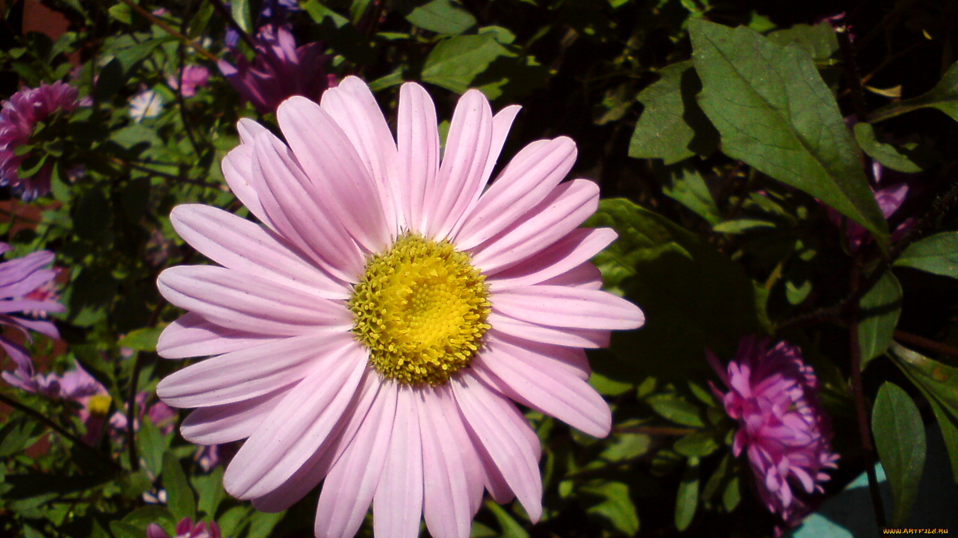 цветы, ромашки