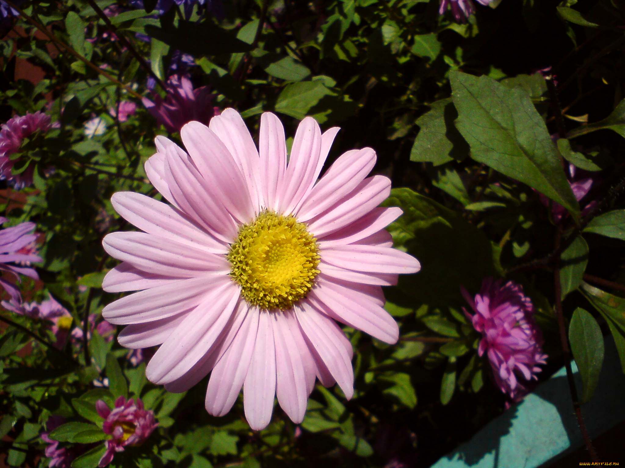 цветы, ромашки