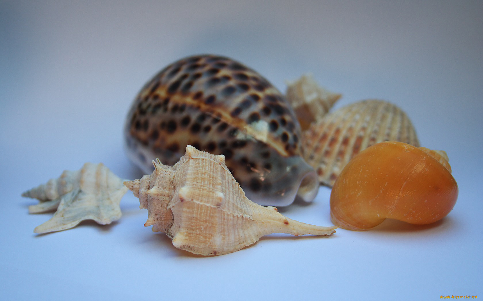 разное, ракушки, кораллы, декоративные, spa, камни