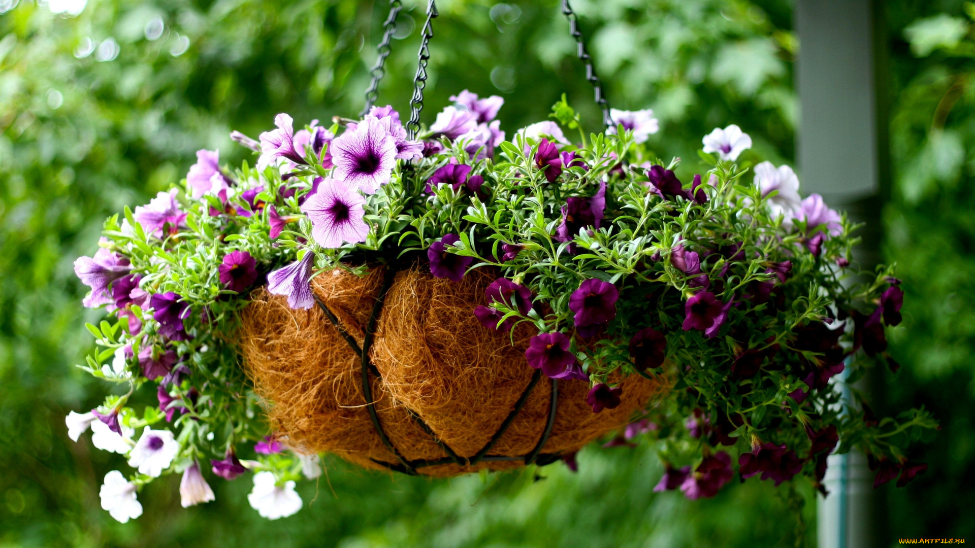 цветы, петунии, калибрахоа, вазон, фиолетовый