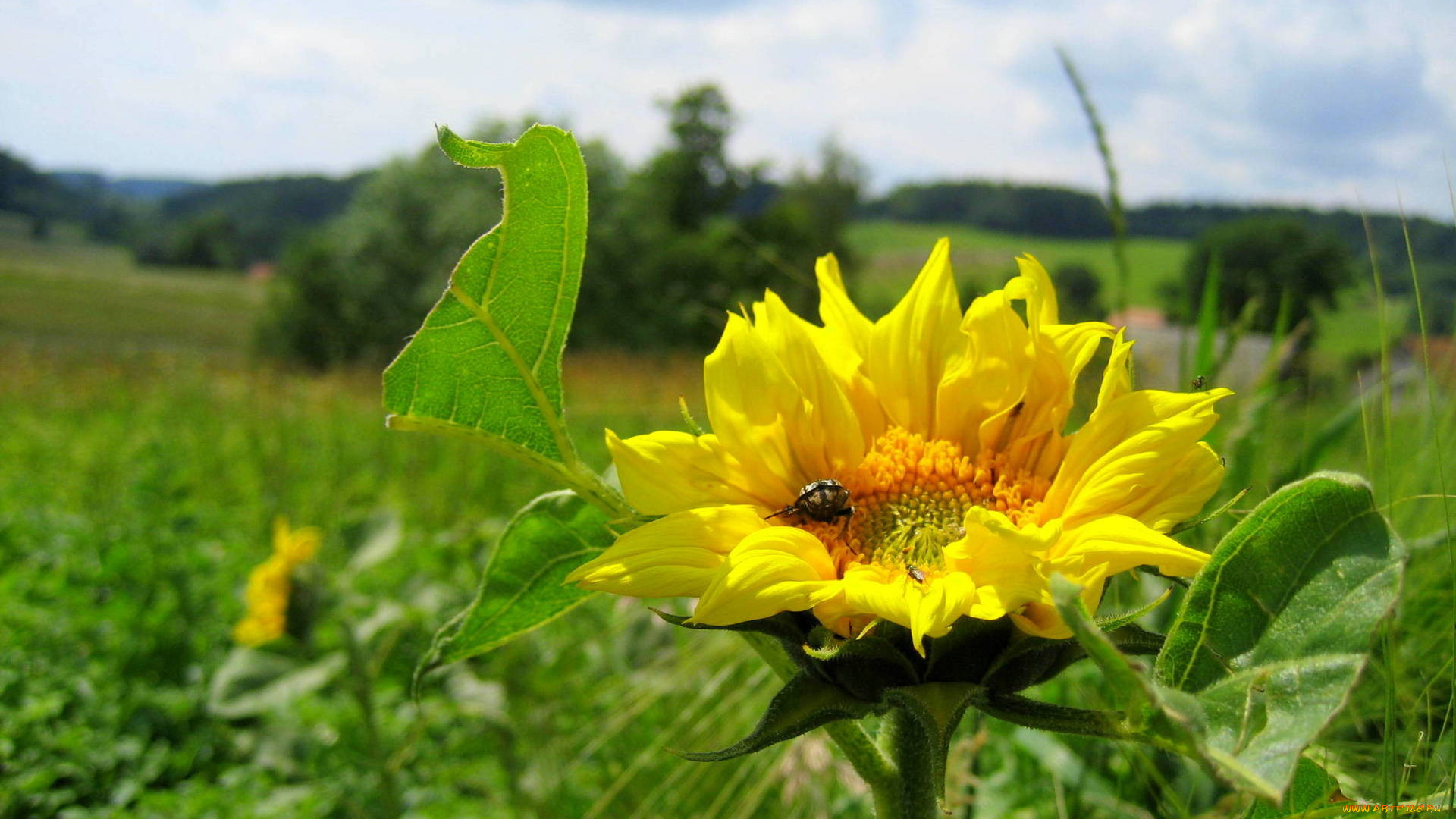 цветы, подсолнухи, солнечный, желтый
