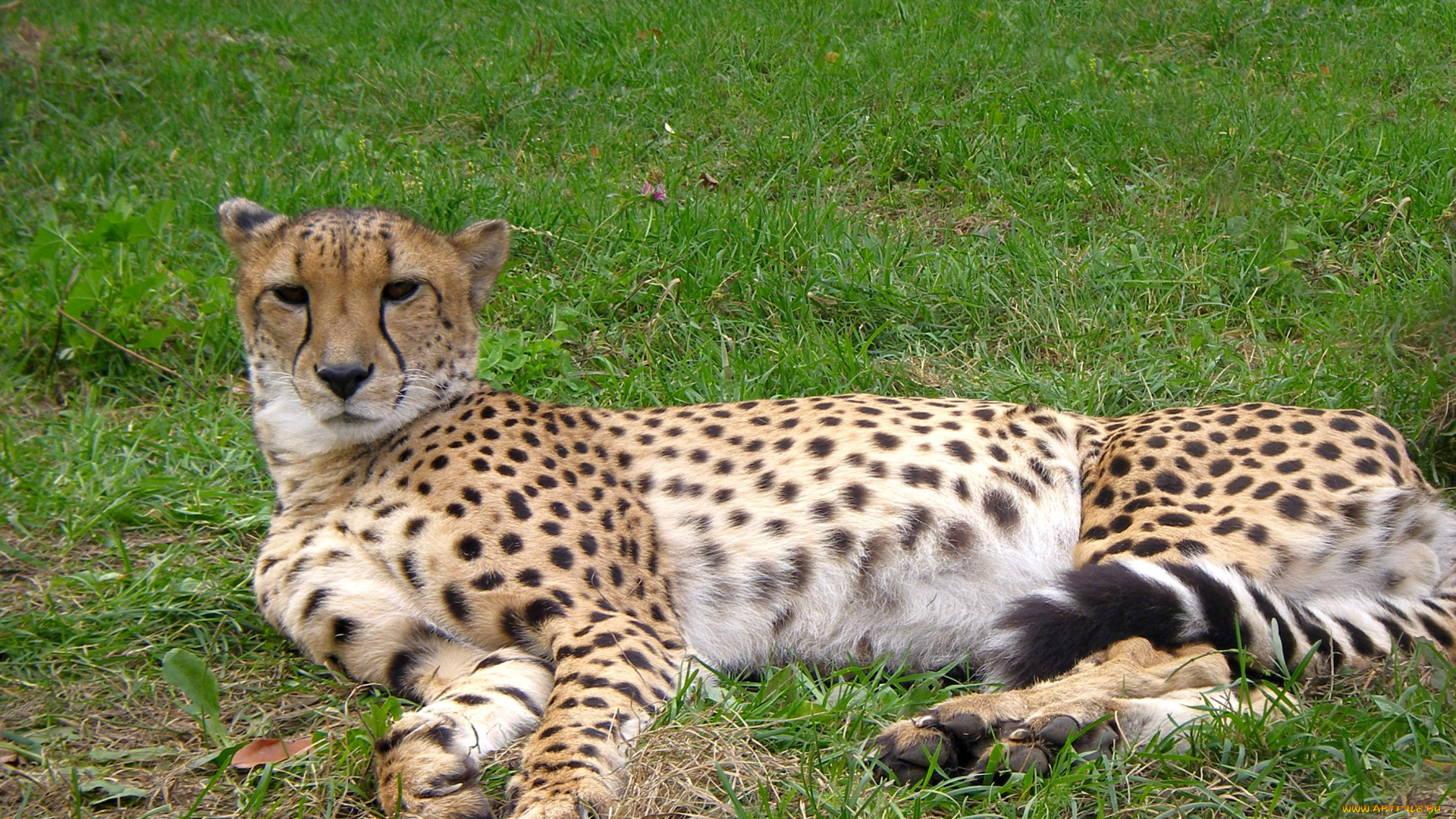 животные, гепарды, гепард, трава, отдых