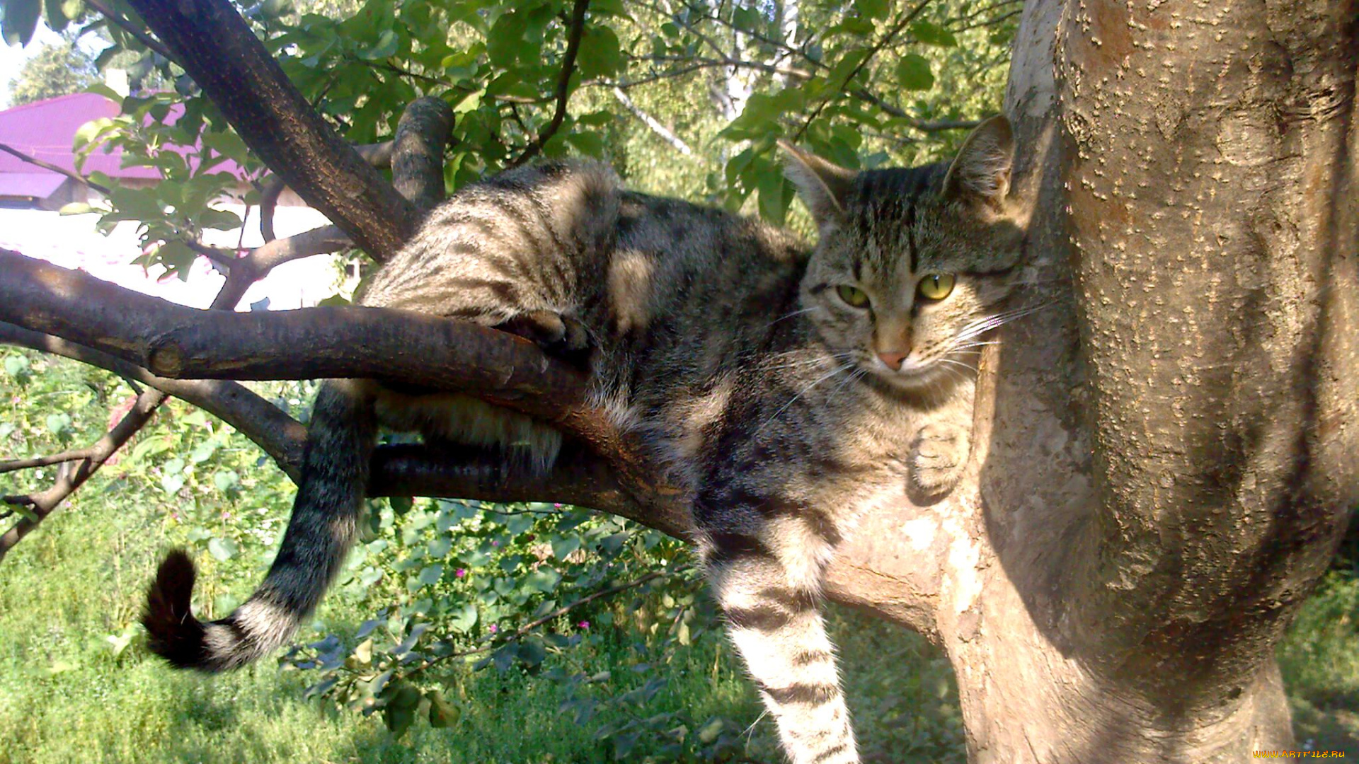 животные, коты, кот, кошка, дерево