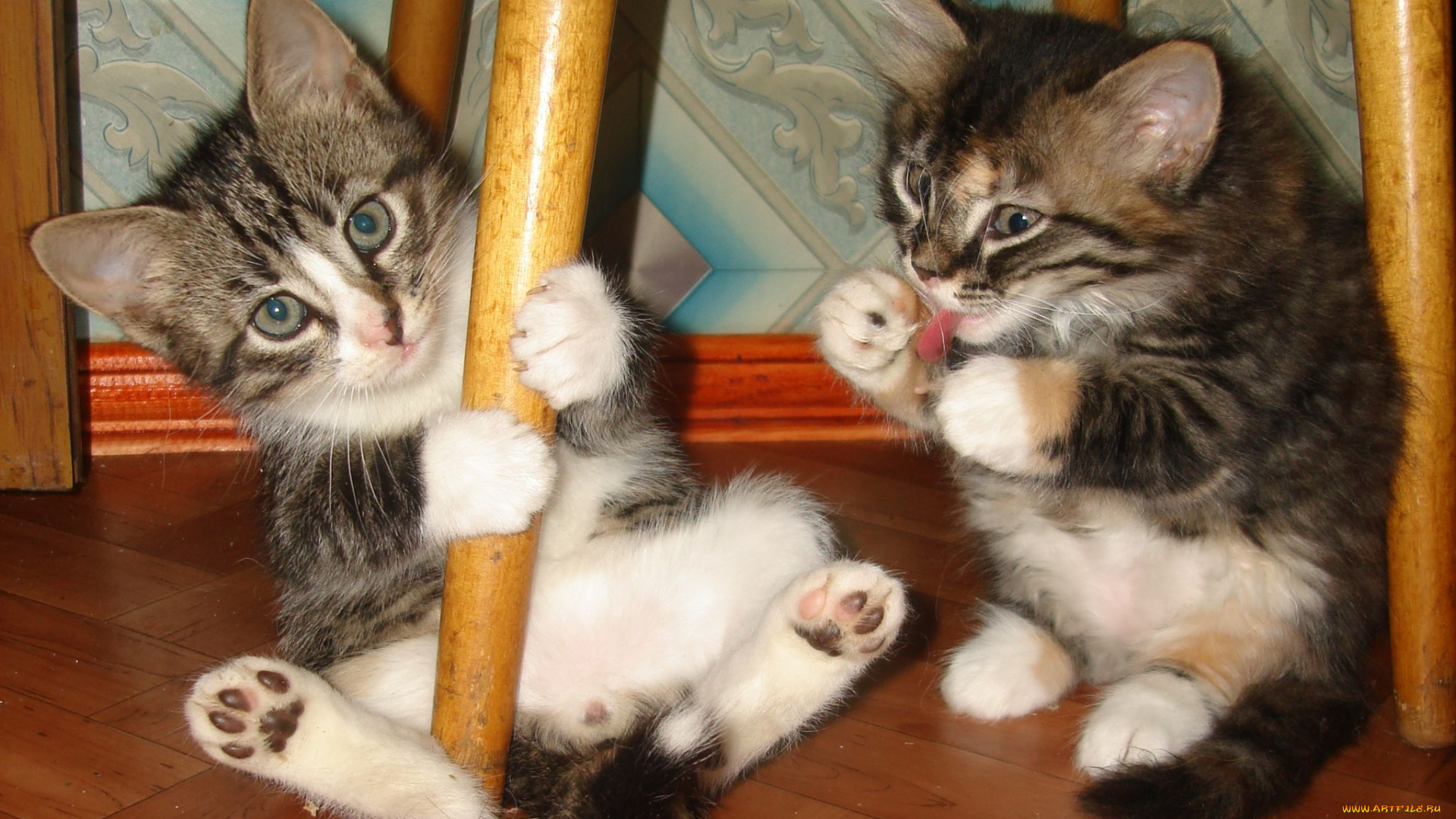 животные, коты, котята