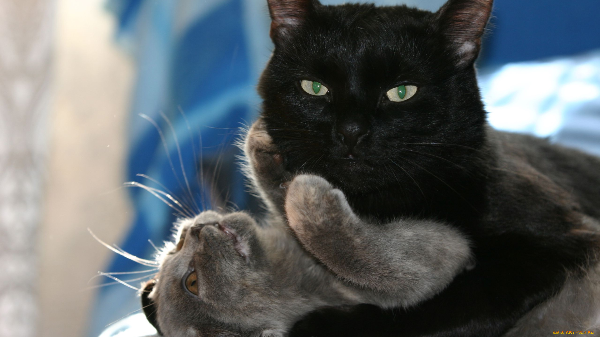 животные, коты, котёнок, чёрная, кошка