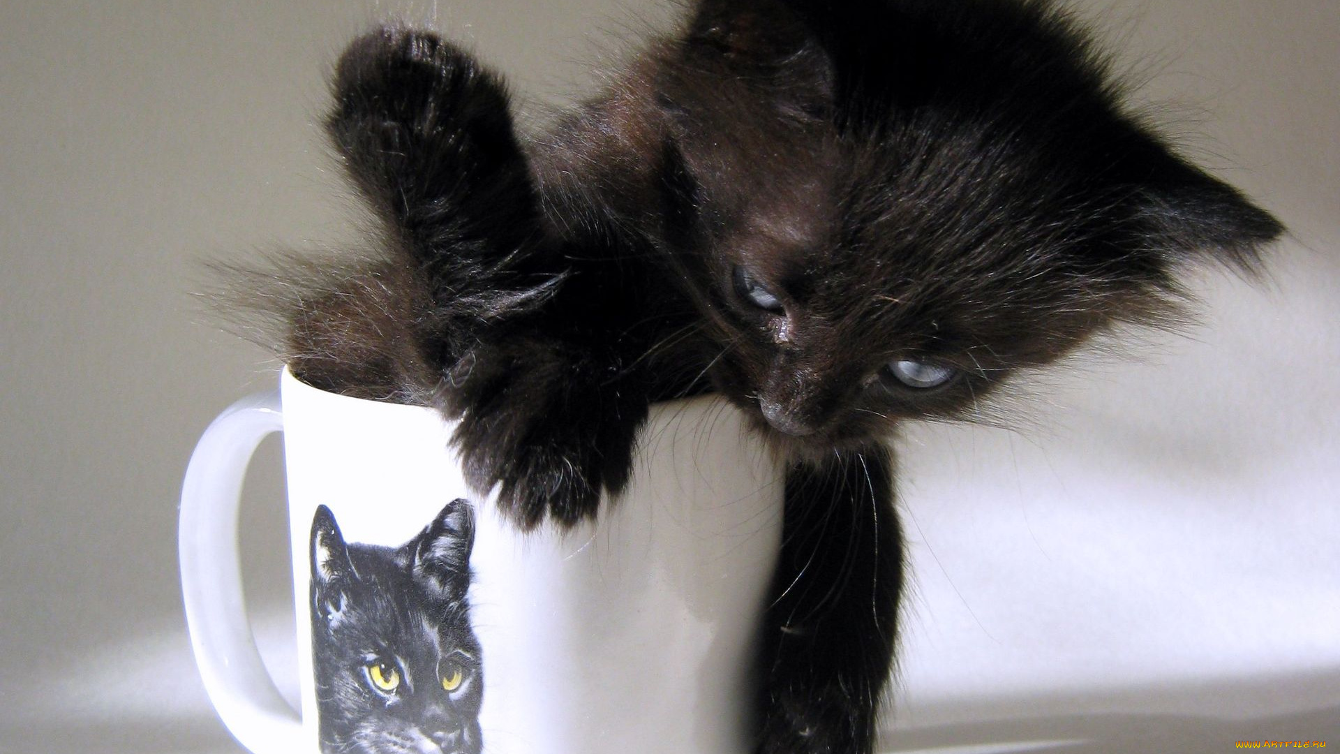 животные, коты, котёнок, кружка