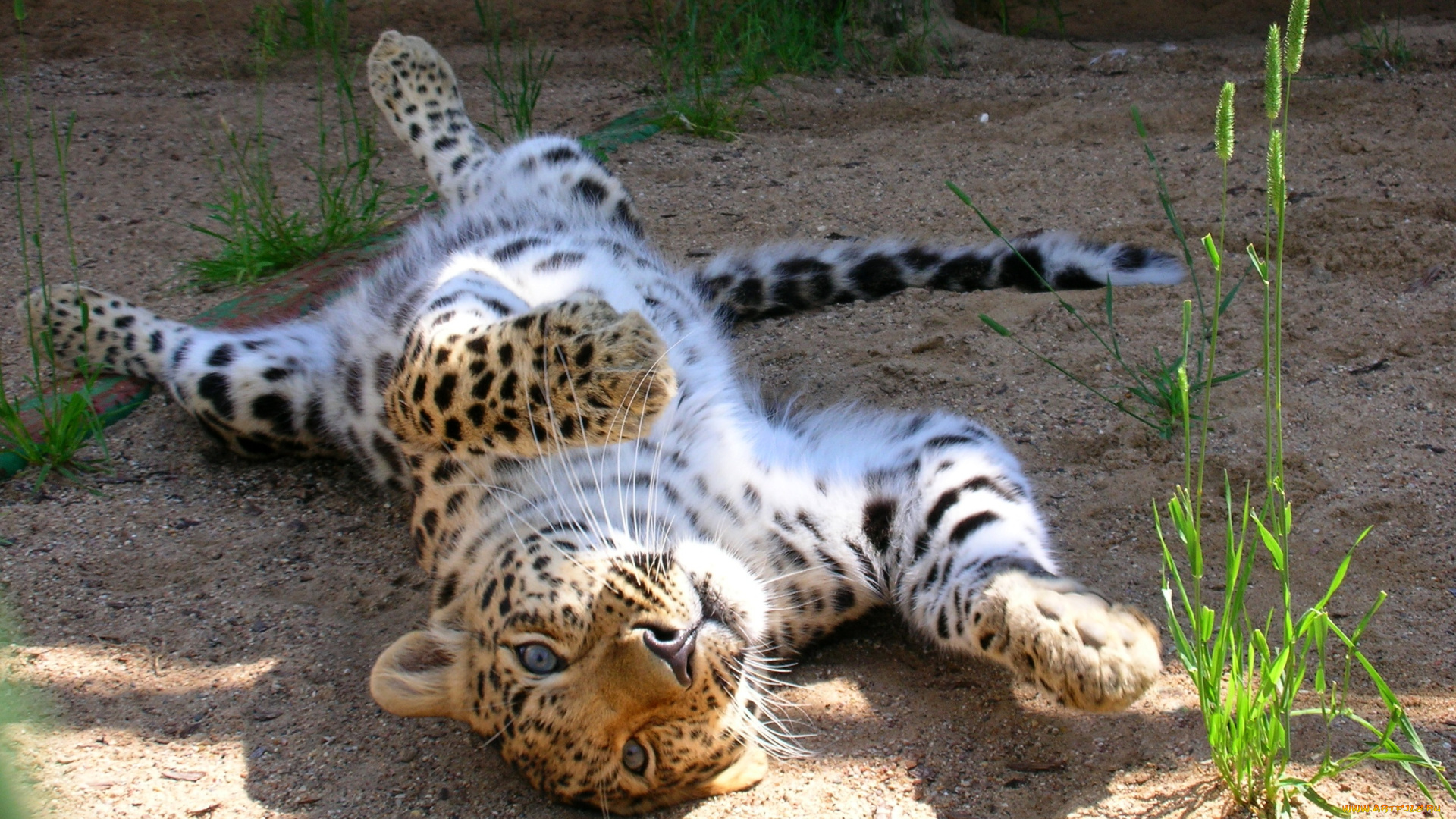 животные, леопарды, леопард, котёнок