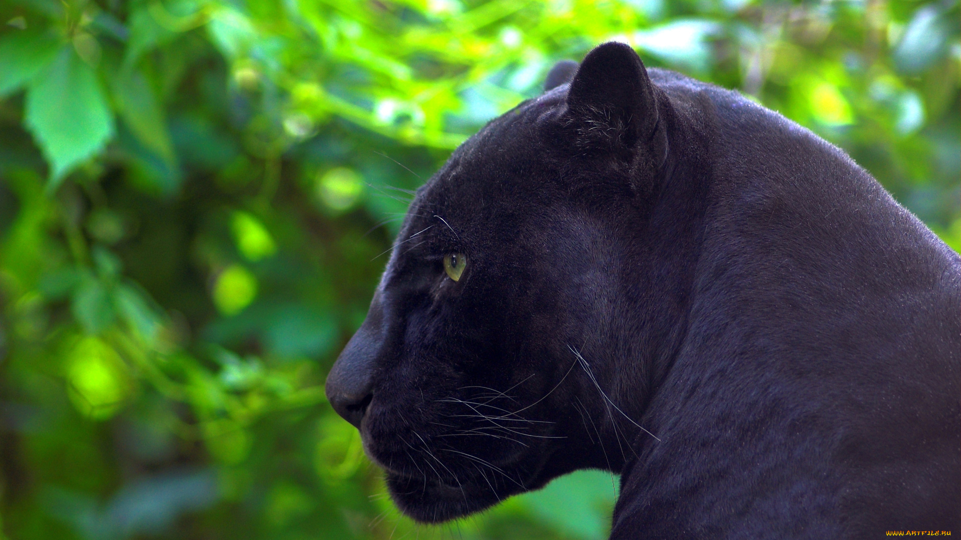 животные, пантеры, чёрный, ягуар, пантера