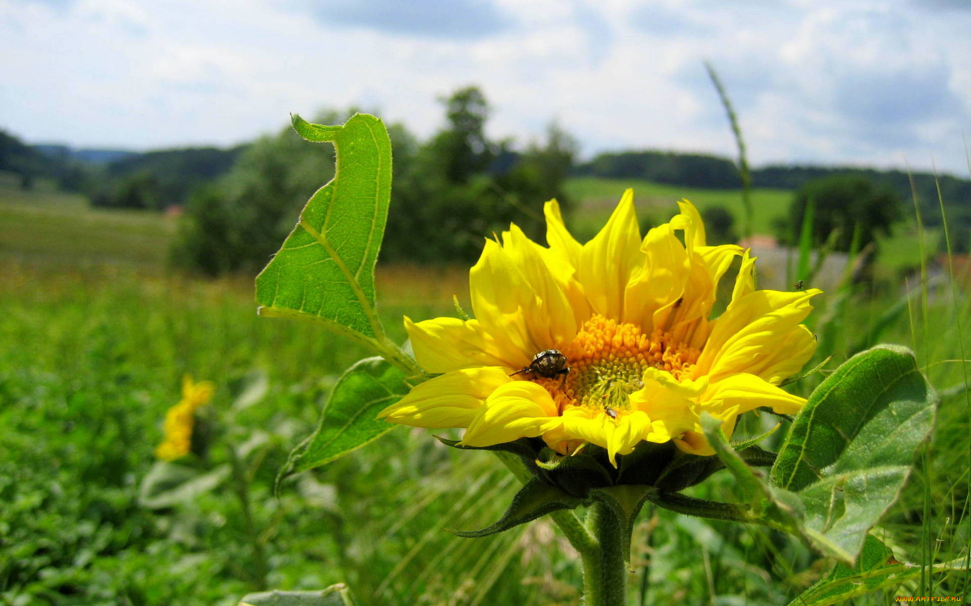 цветы, подсолнухи, солнечный, желтый